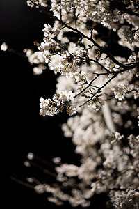 春天春色自然花朵白色