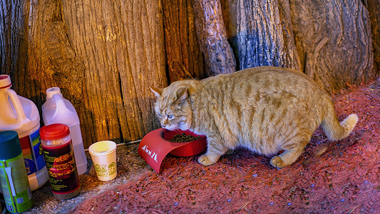 猫猫素材摄影照片_家养胖猫觅食