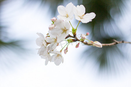 自然风景枝条花朵春色