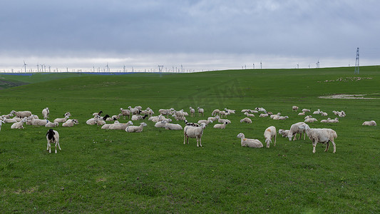 羊群草原摄影照片_内蒙古夏季草原草场阴天羊群