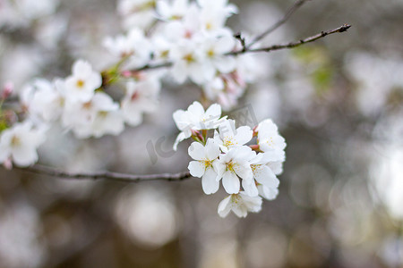 枝条樱花白色风景自然