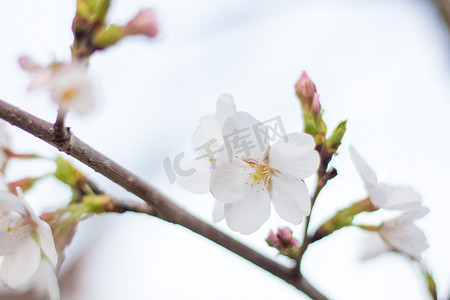 赏樱花摄影照片_春色风景蓝天花朵自然