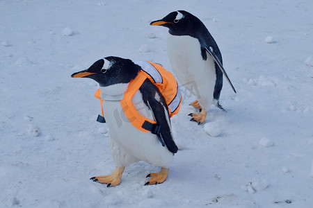 带着圣诞帽的企鹅摄影照片_哈尔滨极地馆企鹅巡演