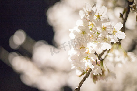 樱花花朵白色风景自然