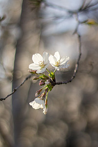 赏樱花摄影照片_春天风景自然花朵白色