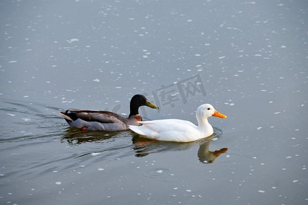 两只白头鸭和绿头鸭在河里嬉戏。白京鸭和绿头鸭在河中涉水