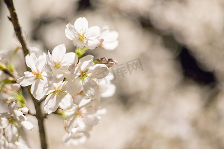 赏樱花摄影照片_花朵枝条白色春天风景