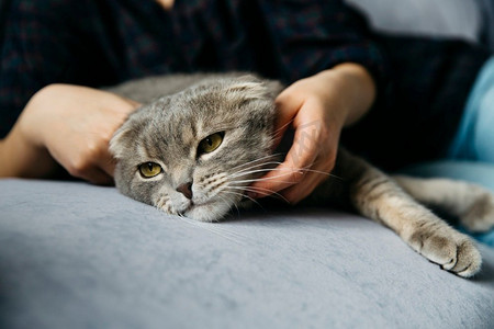 女性爱抚可爱的懒猫