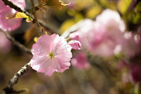 粉色春天枝条树叶花朵