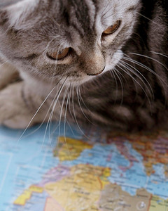 关闭猫坐地图