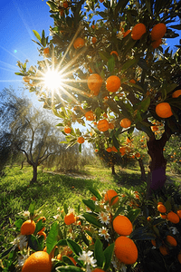橙子在果园的树上结出果实并开花，阳光在蓝天的映衬下