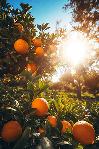 阳光葡萄摄影照片_橙子在果园的树上结出果实并开花，阳光在蓝天的映衬下