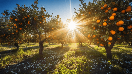 果园摄影照片_橘子在果园的树上开花阳光映衬着蓝天