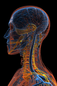 3D神经细胞人体神经系统