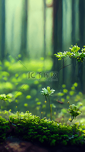 夏天森林风景背景图片_森林绿色植物小花朵