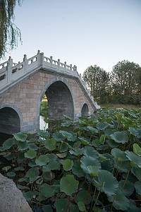 夏天摄影照片_北京圆明园