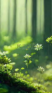 夏天森林风景背景图片_森林绿色植物小花朵