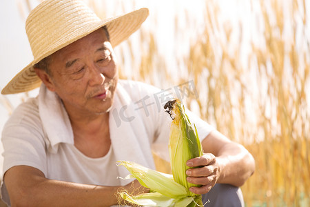 粗粮人摄影照片_老农民拿着玉米