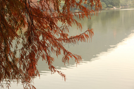 鳞摄影照片_秋天的杉树垂下湖面波光鳞里