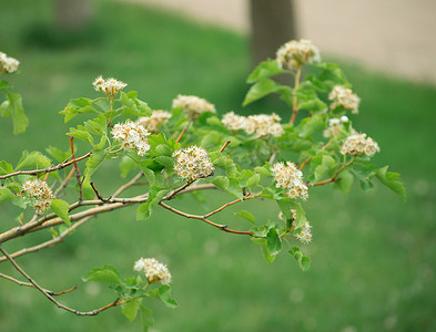 春天户外白花山楂花摄影图