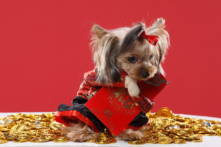 春节金币摄影照片_可爱的约克夏犬