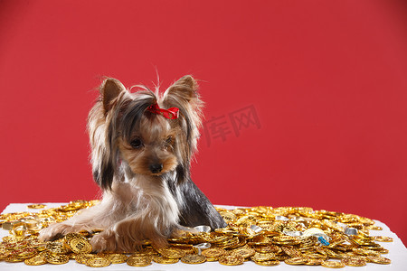 金币财富摄影照片_可爱的约克夏犬
