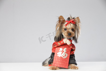 狗年摄影照片_约克夏犬和红包