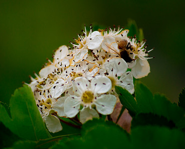 春天户外白花山楂花蜜蜂摄影图