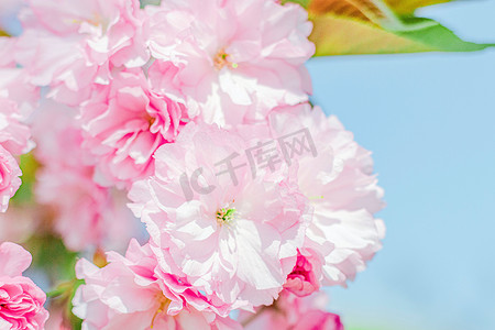 唯美艺术字摄影照片_春天枝头上绽放的樱花