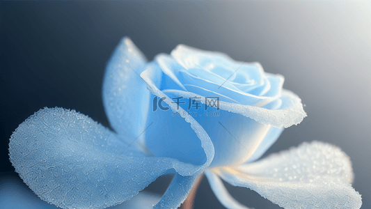 美丽冰蓝色玫瑰花朵