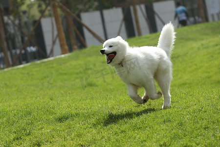 狗在草地上奔跑