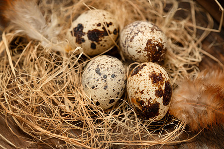 巢里的鹌鹑蛋和羽毛