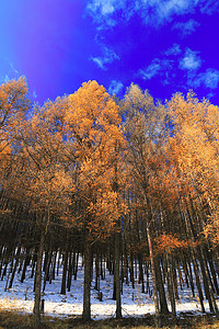 雪树林摄影照片_黑龙江省大兴安岭冬季雪景