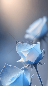 蓝色雾背景图片_美丽冰蓝色玫瑰花朵