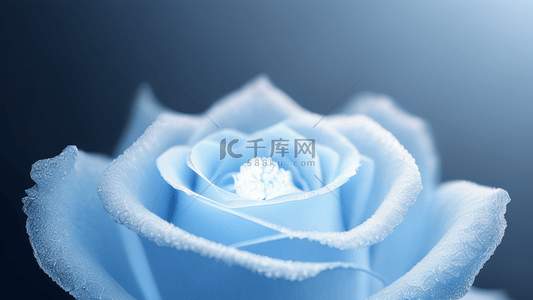 绽放美丽背景图片_美丽冰蓝色玫瑰花朵