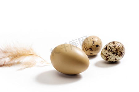 鸡蛋鹌鹑蛋和羽毛