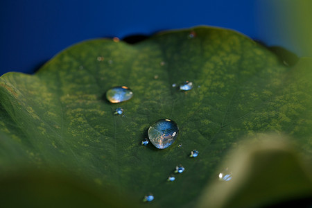 漂浮绿叶水滴摄影照片_荷叶上的水珠