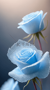 绽放美丽背景图片_美丽冰蓝色玫瑰花朵