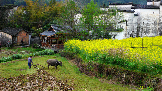 土地田地摄影照片_江西省婺源县思溪村风光