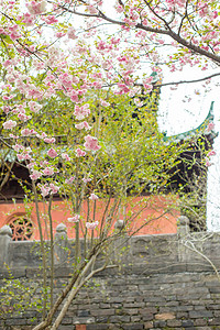 古风建筑自然树叶花朵
