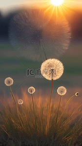 夏季夏日夏天背景图片_夏日蒲公英美景图