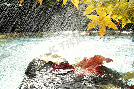 雨中植物摄影照片_雨中的枫叶和落叶