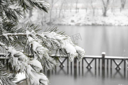 二十四节气ppt摄影照片_雪后湖边上的松树