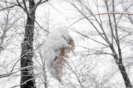 无人迹摄影照片_被雪覆盖的芦花