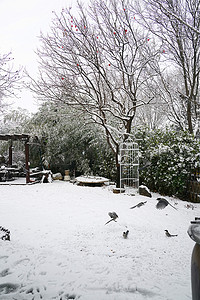 柿子树雪景摄影照片_下雪后的私家花园