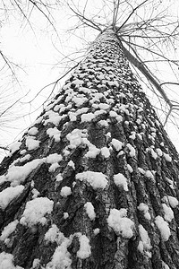 大雪后的一棵树
