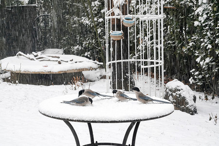 小雪摄影摄影照片_雪中私家花园里的灰喜鹊