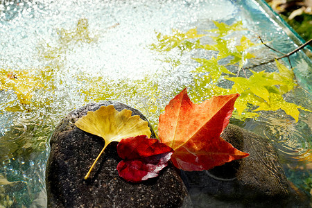 枫叶落叶摄影照片_水中的红叶枫叶银杏叶