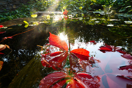 清新漂浮摄影照片_阳光下池塘中的荷叶和爬山虎