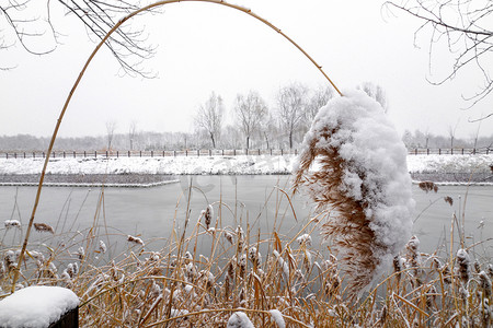 雪后的湖边的芦苇荡